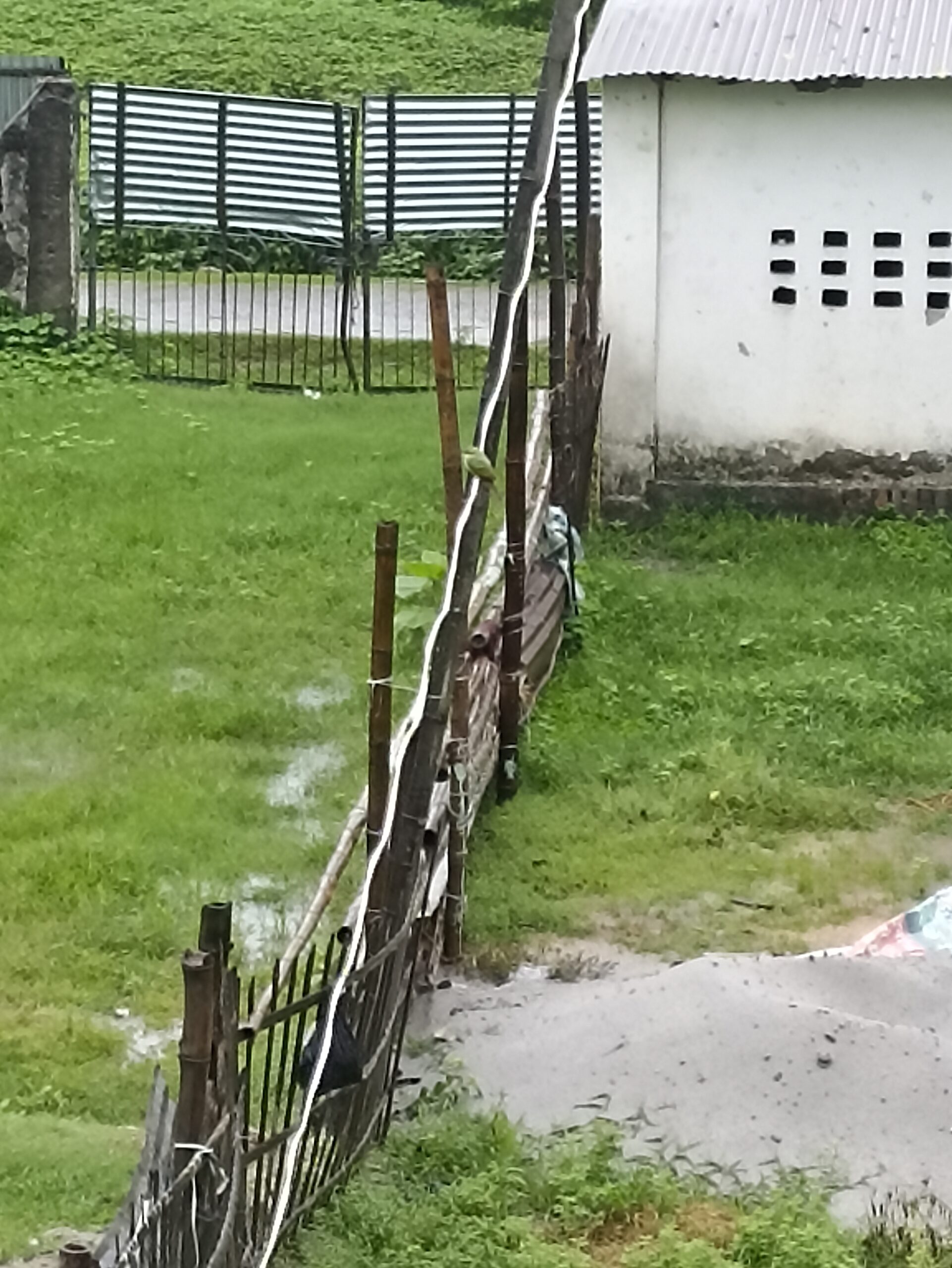 Tiny birds swinging on white cable in summer morning.