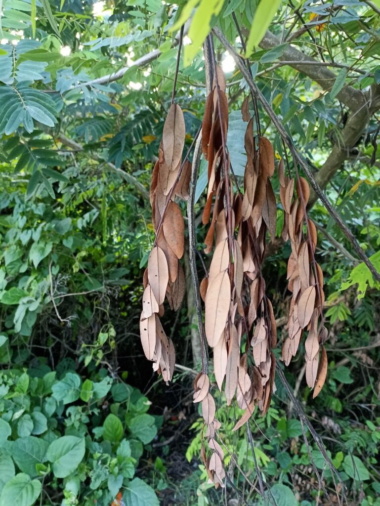 A Nature Story