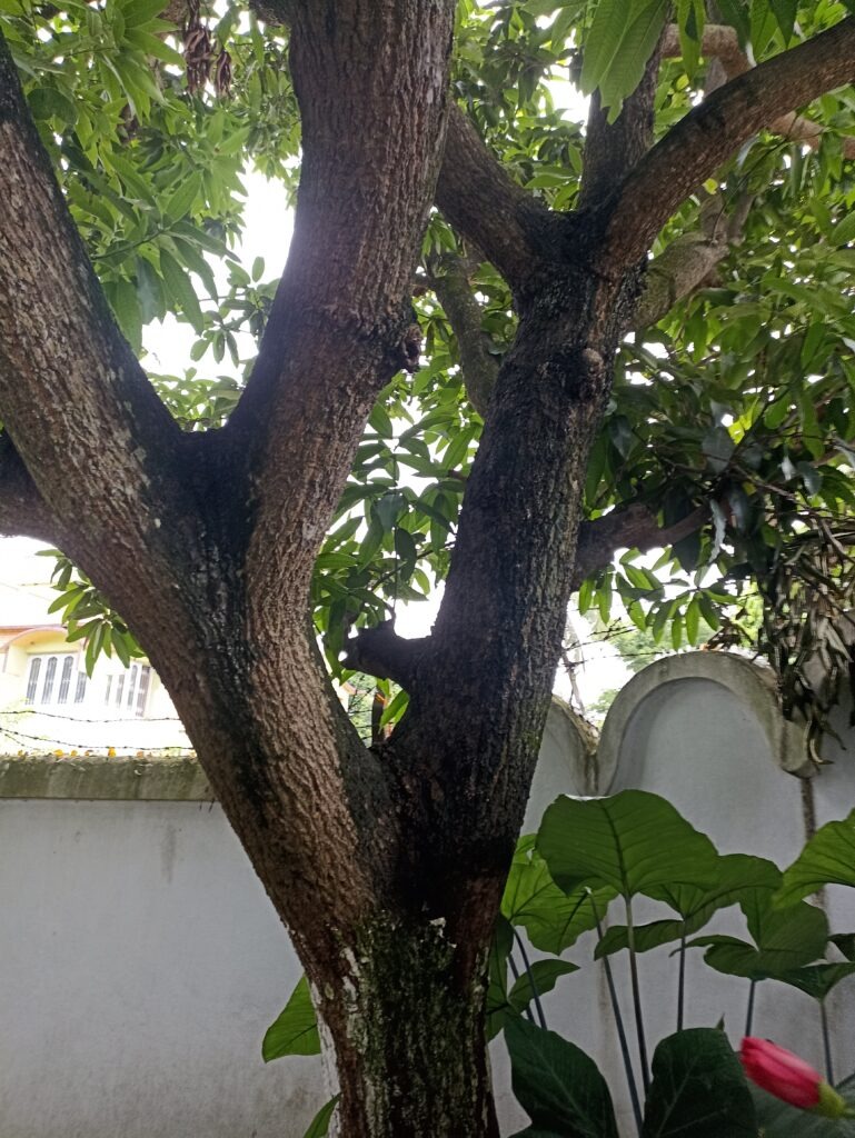 Mango Tree: A Nature Story