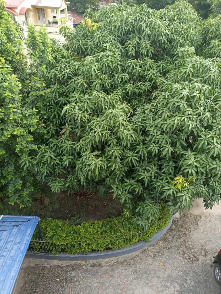 Mango Tree : Nature Story