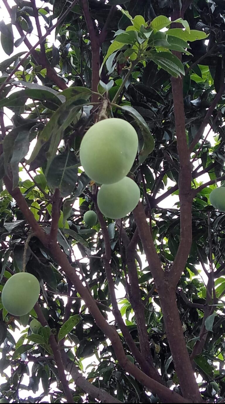Mango Tree: A Nature Story