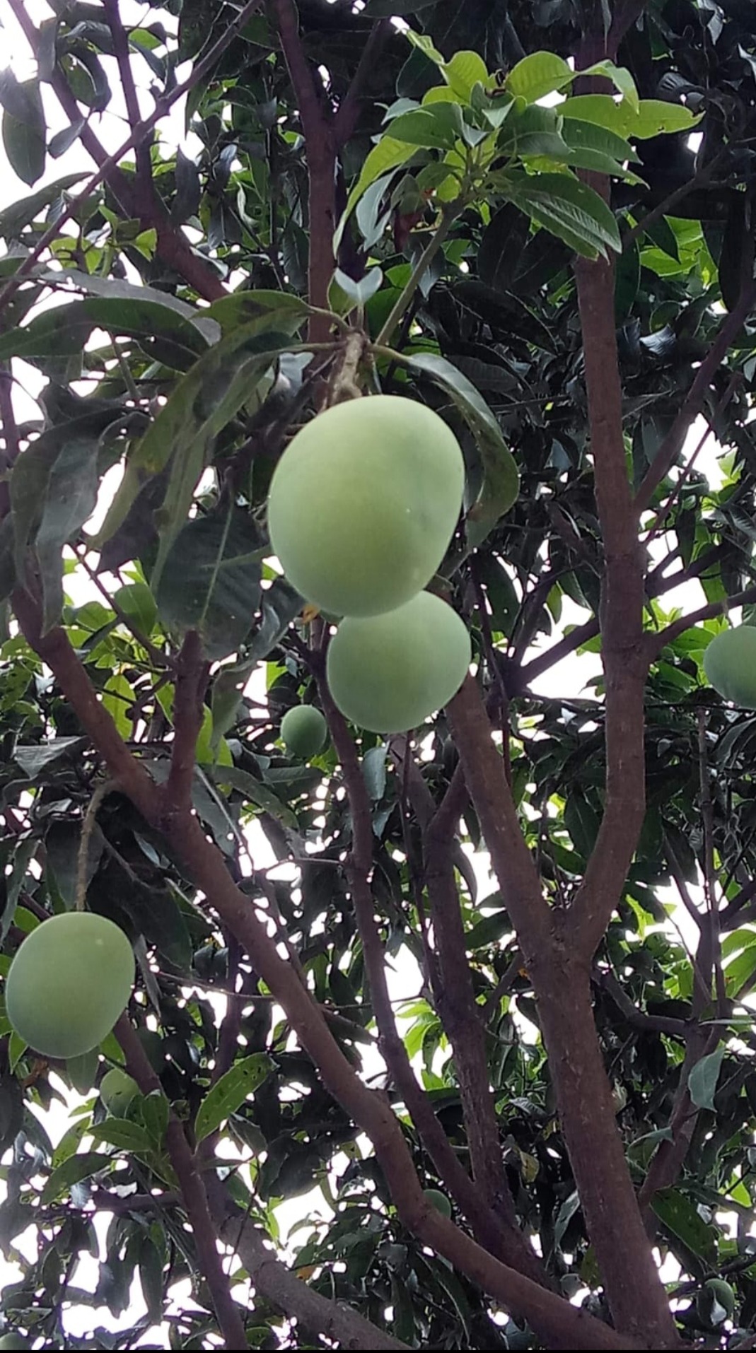 Mango Tree: A Nature Story