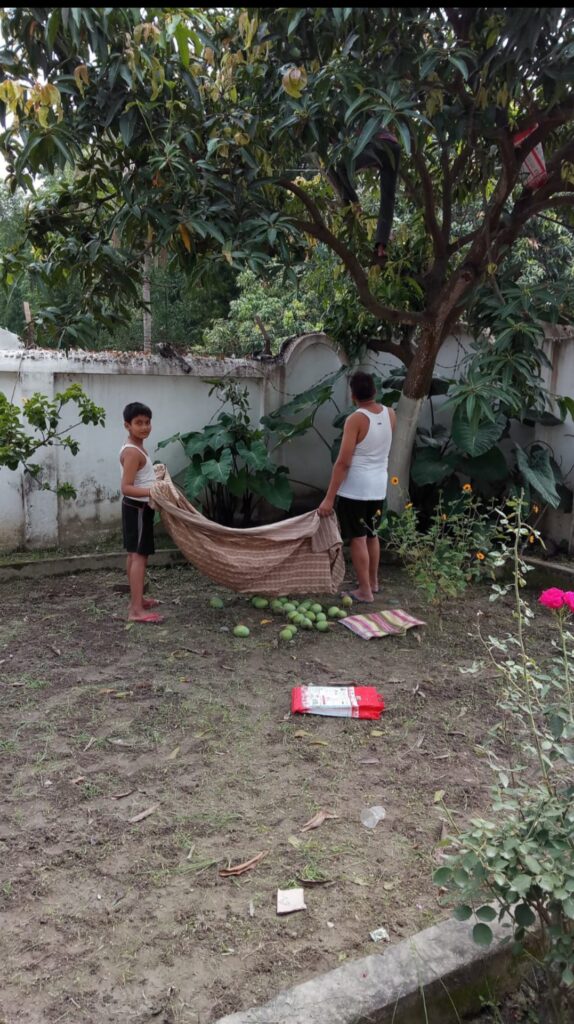 Mango Tree: A Nature Story