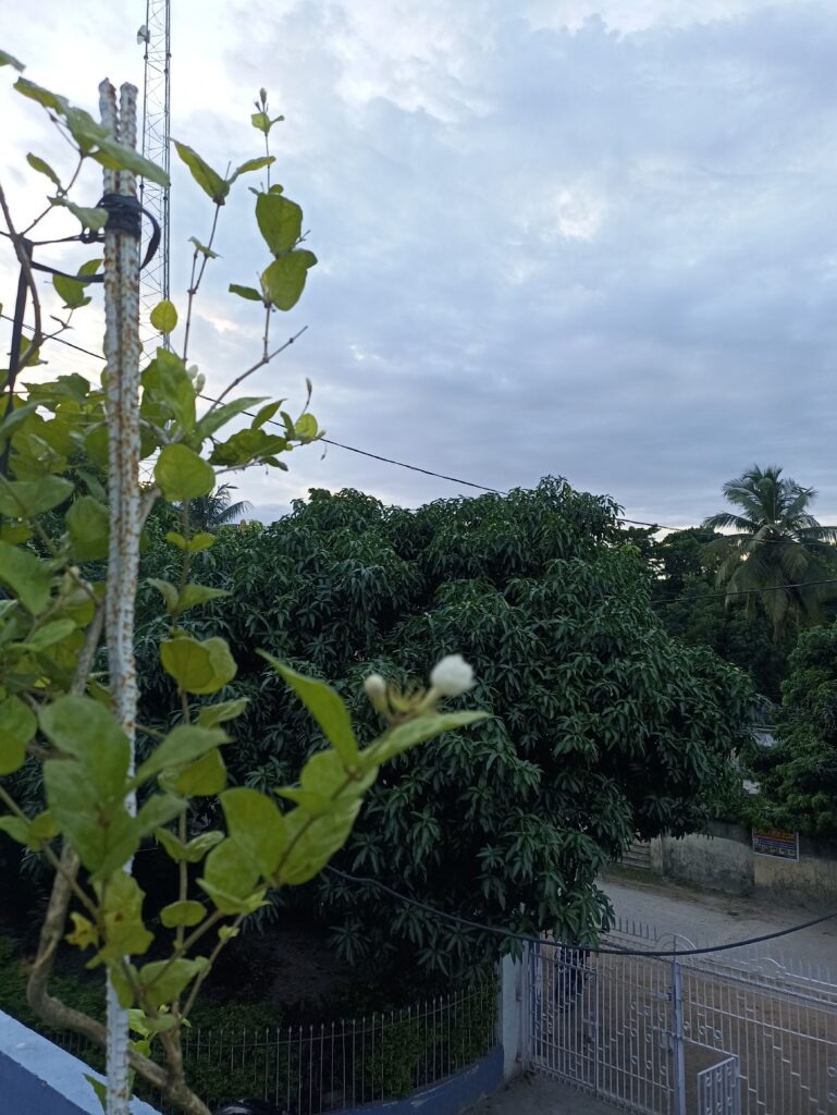 Jasmine, in wait for Monsoon.