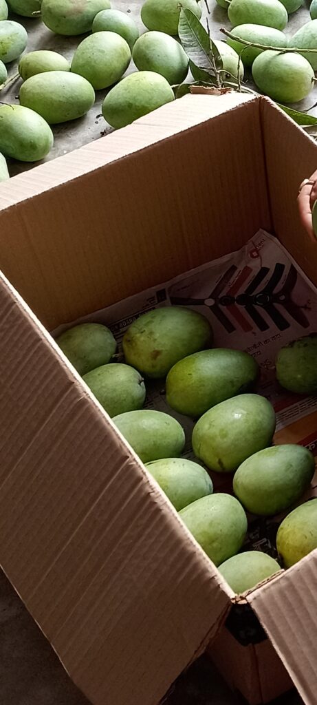 Mango Tree: A Nature Story