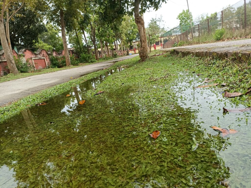 Rain water collected over green grass