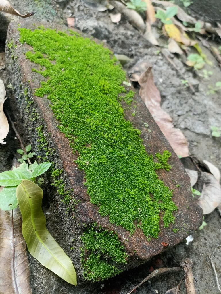 "Bright green moss covering an old brick beneath a mango tree after monsoon rain in Birpur, Bihar."