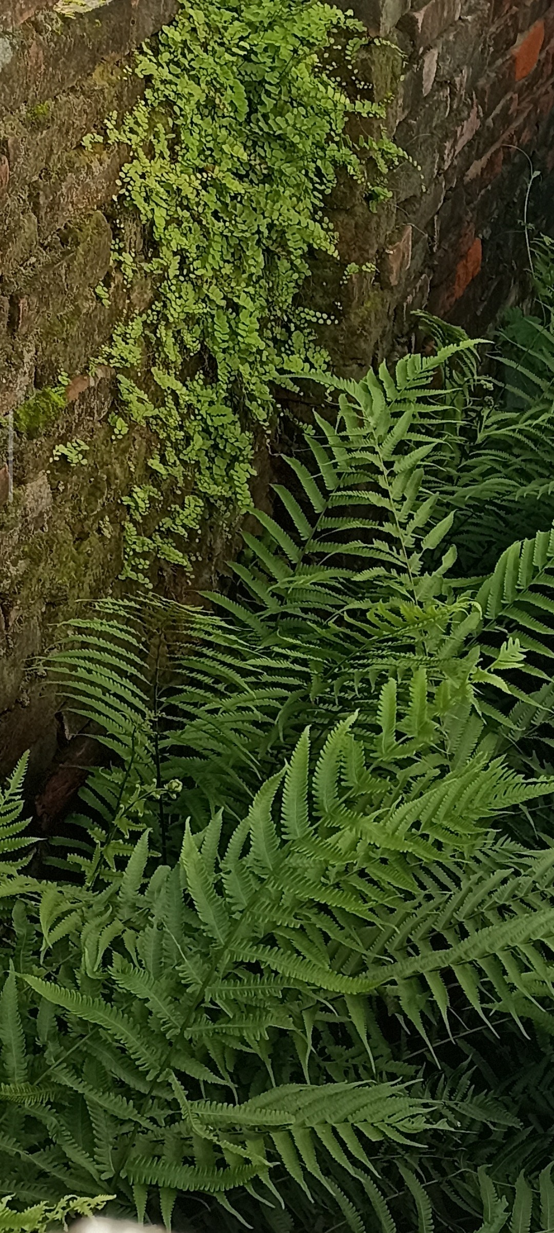 "Maidenhair ferns growing naturally on an old wall during the Indian monsoon in Birpur, Bihar."