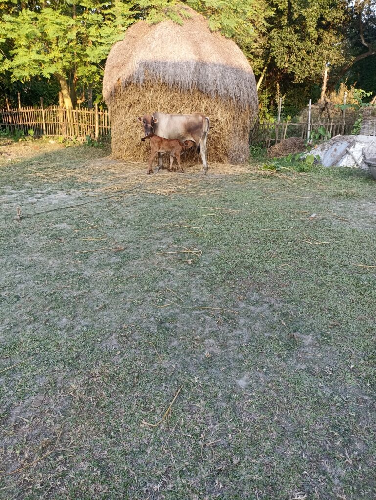 A typical rural house front space